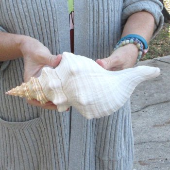 11-1/4 inch Horse Conch 