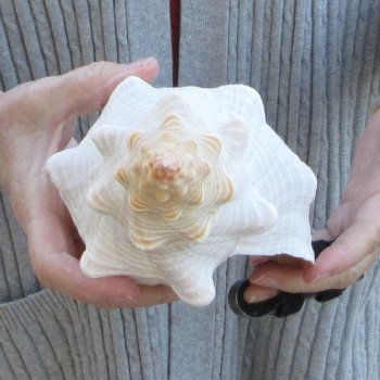 11-1/4 inch Horse Conch 