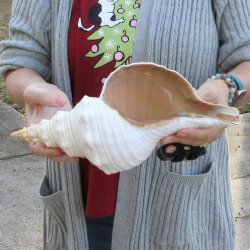 12-1/2 inch Horse Conch 