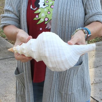 12-1/2 inch Horse Conch 