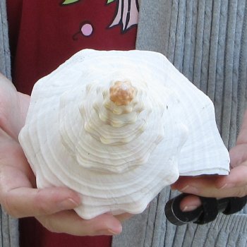 12-1/2 inch Horse Conch 