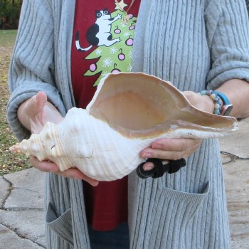 12-1/4 inch Horse Conch 