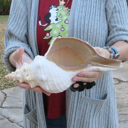 12-1/4 inch Horse Conch 