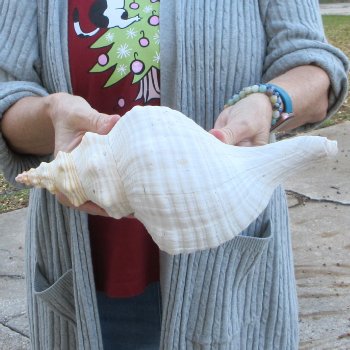 12-1/4 inch Horse Conch 