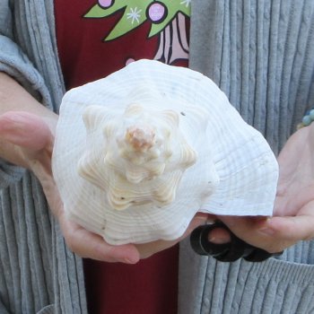 12-1/4 inch Horse Conch 