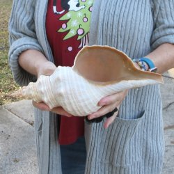 12 inch Horse Conch 
