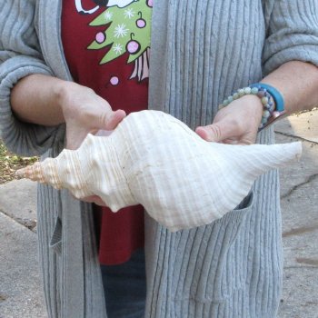 12 inch Horse Conch 