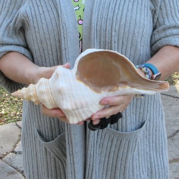 12 inch Horse Conch 