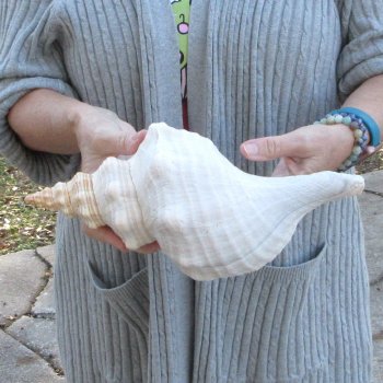 12 inch Horse Conch 