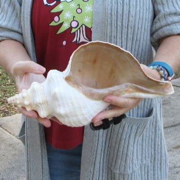 12-1/4 inch Horse Conch 