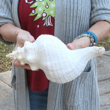 12-1/4 inch Horse Conch 