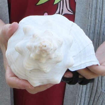 12-1/4 inch Horse Conch 