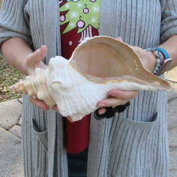 12 inch Horse Conch 
