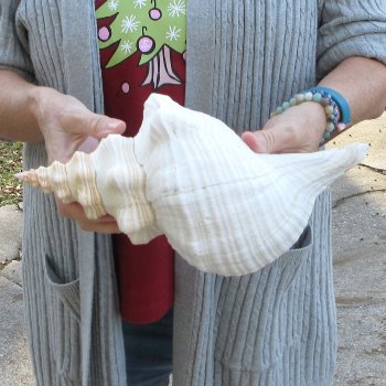 12 inch Horse Conch 