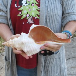 12-1/4 inch Horse Conch 