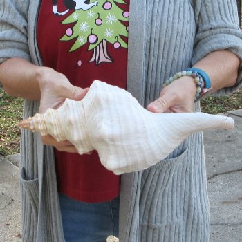 12-1/4 inch Horse Conch 