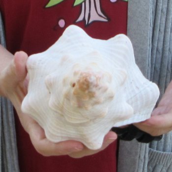 12-1/4 inch Horse Conch 