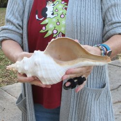 12 inch Horse Conch 