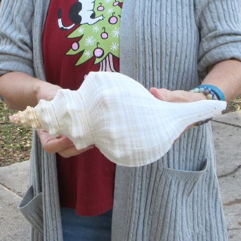 12 inch Horse Conch 