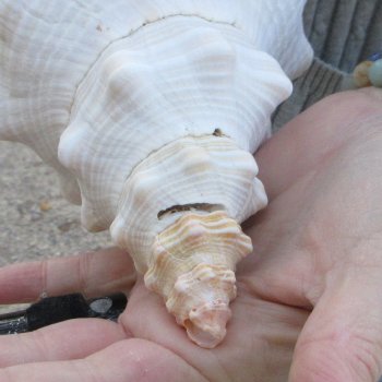 12 inch Horse Conch 