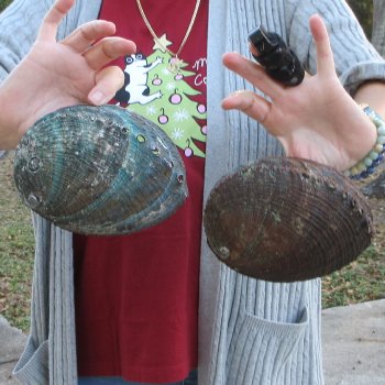 Two Piece 6-7" Natural Green Abalone