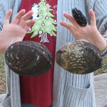 Two Piece 6-7" Natural Green Abalone