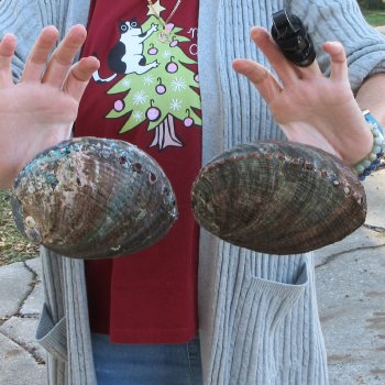 Two Piece 6-7" Natural Green Abalone