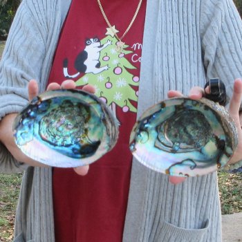 Two Piece 6-7" Natural Green Abalone