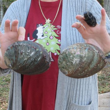 Two Piece 6-7" Natural Green Abalone