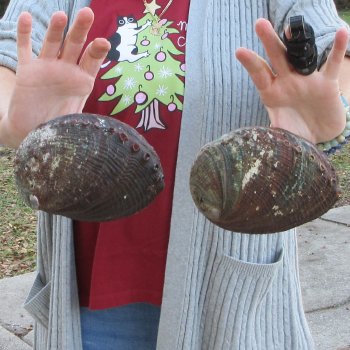 Two Piece 6-7" Natural Green Abalone