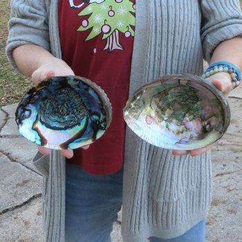 Two Piece 6-7" Natural Green Abalone