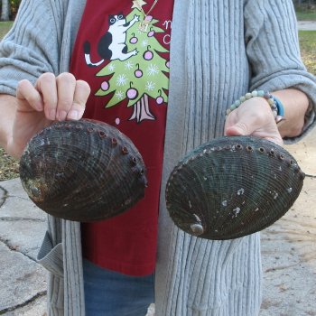 Two Piece 6-7" Natural Green Abalone