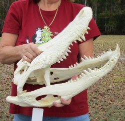  Real Florida Alligator Skull, 21 inches