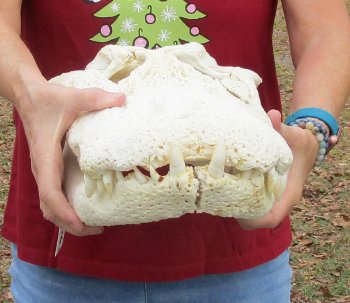  Real Florida Alligator Skull, 21 inches
