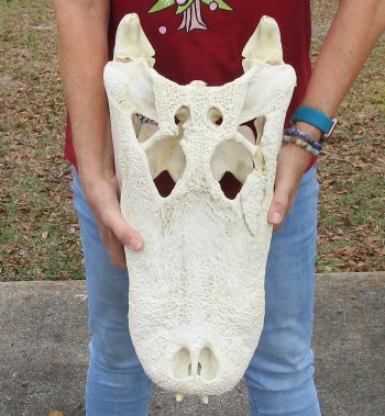  Real Florida Alligator Skull, 21 inches