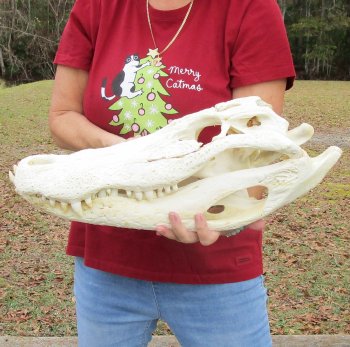  Real Florida Alligator Skull, 21 inches