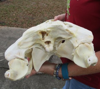  Real Florida Alligator Skull, 21 inches
