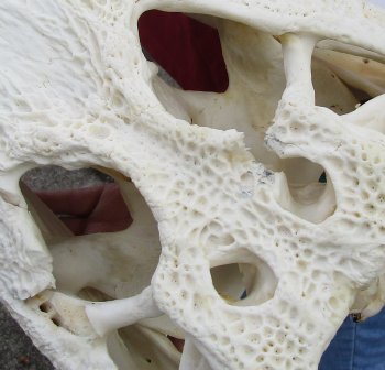  Real Florida Alligator Skull, 21 inches