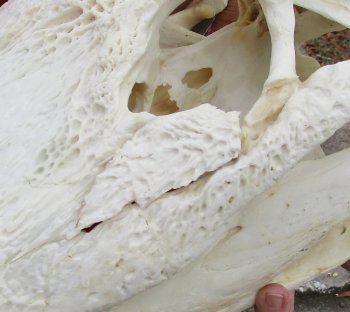  Real Florida Alligator Skull, 21 inches
