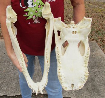  Real Florida Alligator Skull, 21 inches