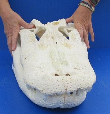  Real Florida Alligator Skull, 25 inches