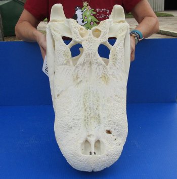  Real Florida Alligator Skull, 25 inches