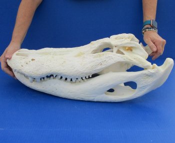  Real Florida Alligator Skull, 25 inches
