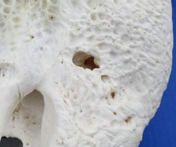  Real Florida Alligator Skull, 25 inches