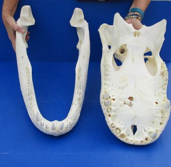  Real Florida Alligator Skull, 25 inches