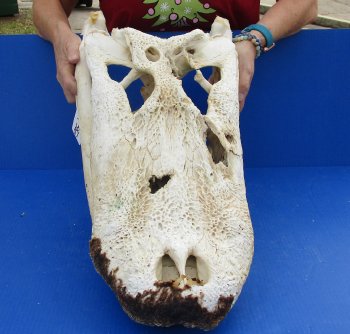  Real Florida Alligator Skull, 24 inches