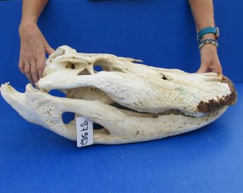 Real Florida Alligator Skull, 24 inches