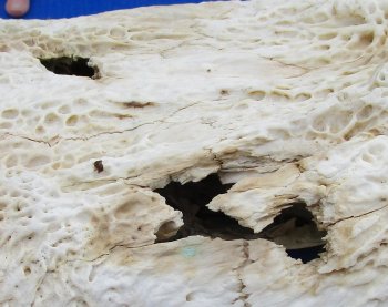  Real Florida Alligator Skull, 24 inches