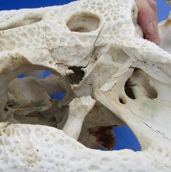  Real Florida Alligator Skull, 24 inches