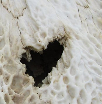  Real Florida Alligator Skull, 24 inches